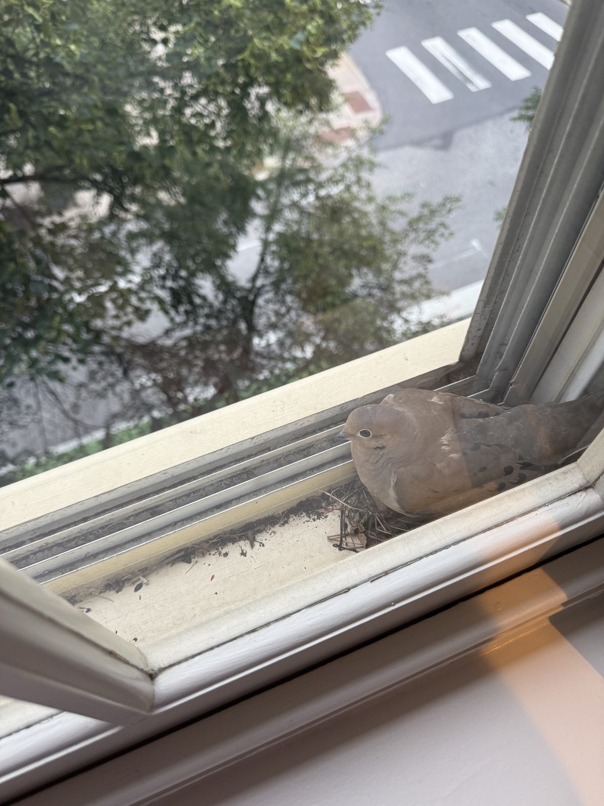 A mourning dove on a window ledge beside its nest, a crosswalk on the street below