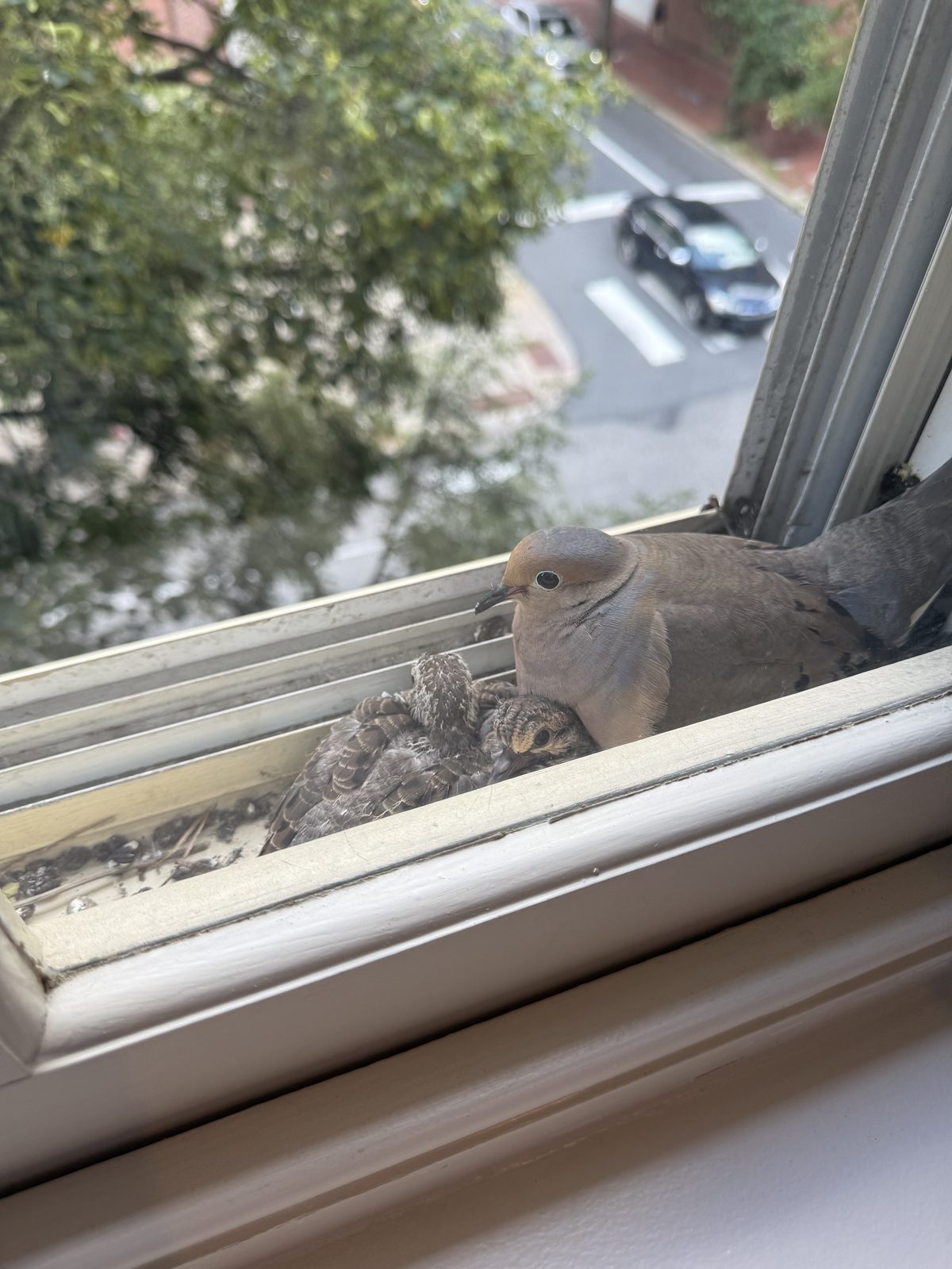 A mourning dove sitting over two chicks in a nest on a window ledge, a tree-lined street below